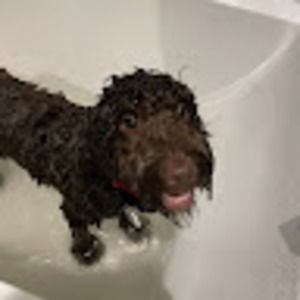 Meet your Posher, Sofia